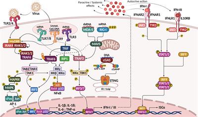 Antiviral Responses in Cancer: Boosting Antitumor Immunity Through Activation of Interferon Pathway in the Tumor Microenvironment